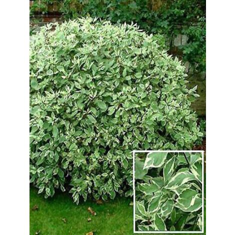 Cornouiller blanc 'Sibirica Variegata' Godet de 8/9 cm (1/5)