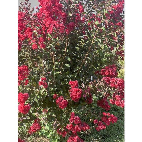 Lilas des Indes 'Dynamite' Pot de 3L/4L, Touffe