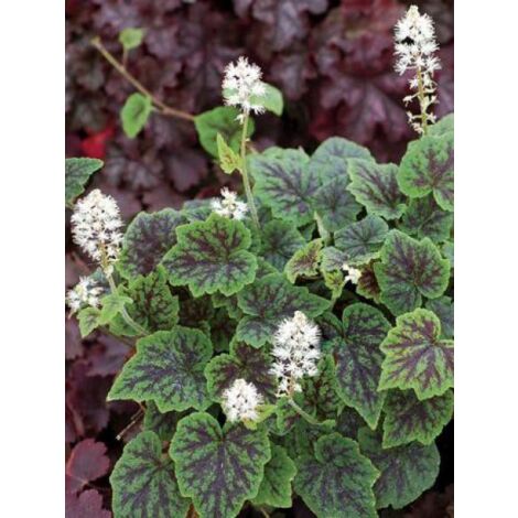 Tiarelle 'Appalachian Trail' Godet de 8/9 cm (1/4)