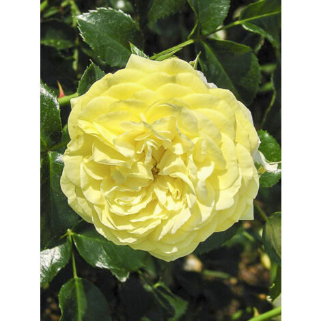 Rosier à fleurs groupées 'Solero' Pot de 3L/4L (1/2)