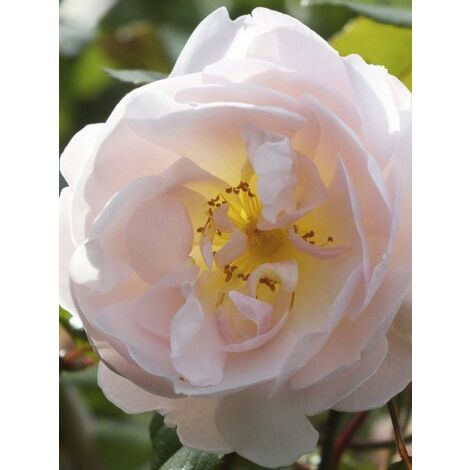 Rosier 'The Lady of the Lake' Pot de 4L/5L (1/4)
