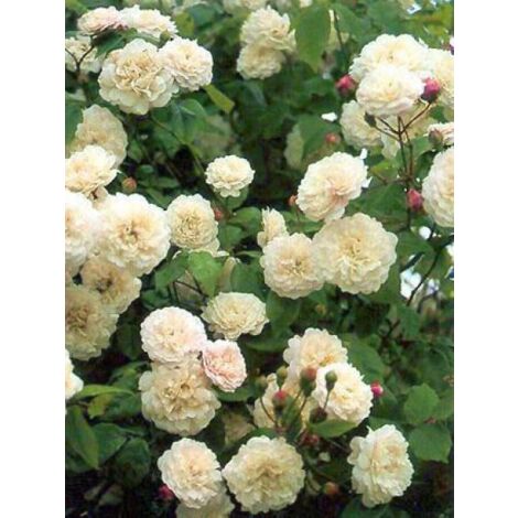 Rosier liane 'Félicité et Perpétue' Pot de 4L/5L