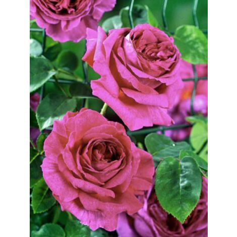 Rosier grimpant 'Guinée' Pot de 4L/5L