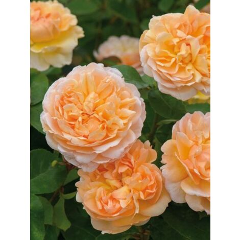 Rosier anglais 'The Lady Gardener' Pot de 4L/5L (1/2)