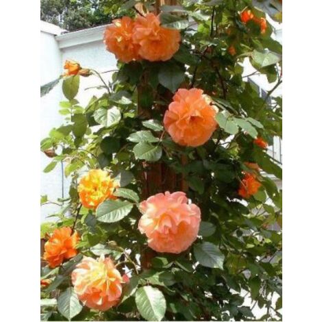 Rosier grimpant 'Westerland' 175 cm – Fleur orange légèrement parfumée – Pot de 4L/5L – Très résistant jusqu'à -23°C