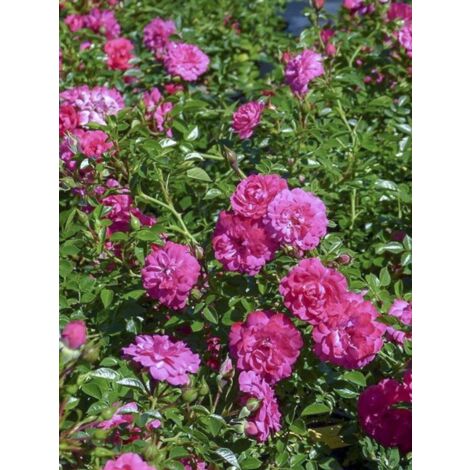 Rosier couvre-sol 'Knirps' Pot de 3L/4L (1/4)