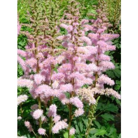 Astilbe de Chine 'Pumila' Godet de 8/9 cm (1/5)