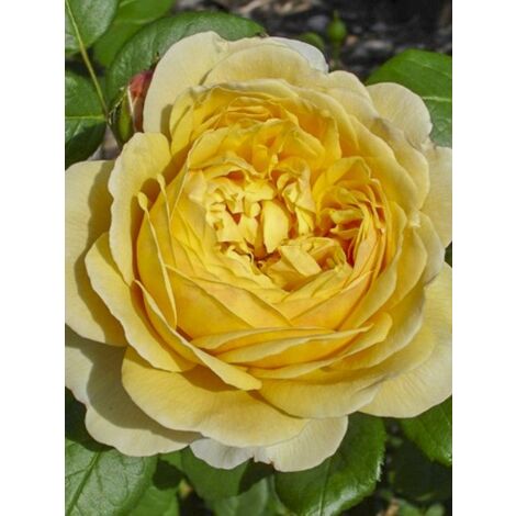 Rosier 'Charles Darwin' Pot de 4L/5L