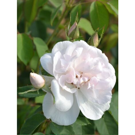 Rosier grimpant Noisette 'Madame Alfred Carrière' Pot de 4L/5L