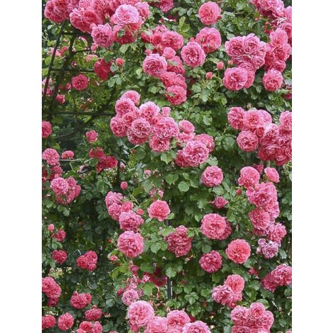 Rosier grimpant 'Rosarium Uetersen' Pot de 4L/5L
