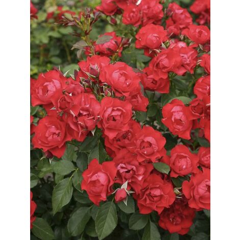 Rosier à fleurs groupées 'Black Forest Rose' Pot de 2L/3L (1/5)