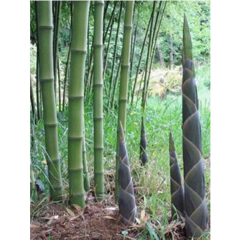 Phyllostachys atrovaginata 'Green Perfume' Pot de 2L/3L (1/4)