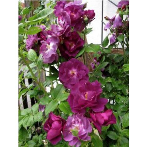 Rosier arbuste 'Rhapsodie in Blue' Pot de 4L/5L (1/3)
