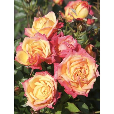 Rosier miniature 'Little Sunset' Pot de 3L/4L, 25/30 (1/3)