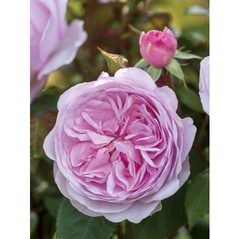 Rosier 'Olivia Rose Austin' Pot de 4L/5L (1/4)