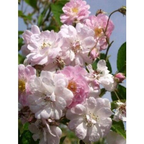 Rosier liane 'Paul's Himalayan Musk' Pot de 4L/5L