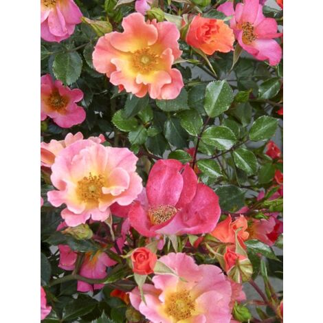 Rosier couvre-sol 'Happy Chappy' Pot de 2L/3L (1/3)