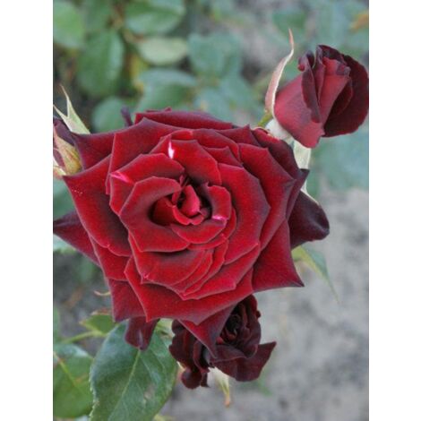 Rosier Thé moderne 'Black Baccara' Pot de 4L/5L (1/4)