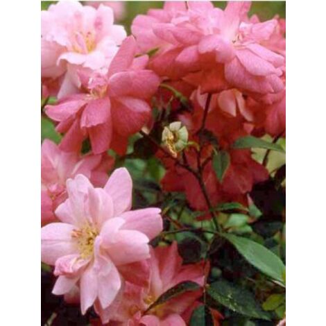 Rosier ancien de Chine 'Old Blush' Pot de 4L/5L (1/5)