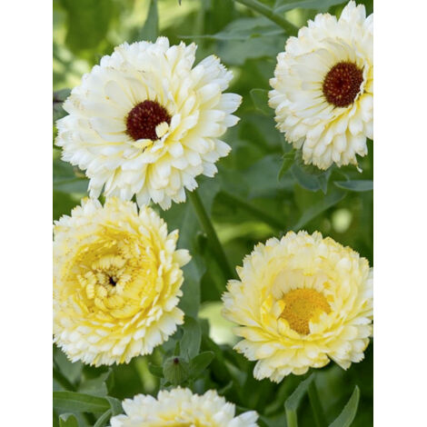 Souci des jardins 'Snow Princess' le sachet de 100 graines (0,8g) (1/2)