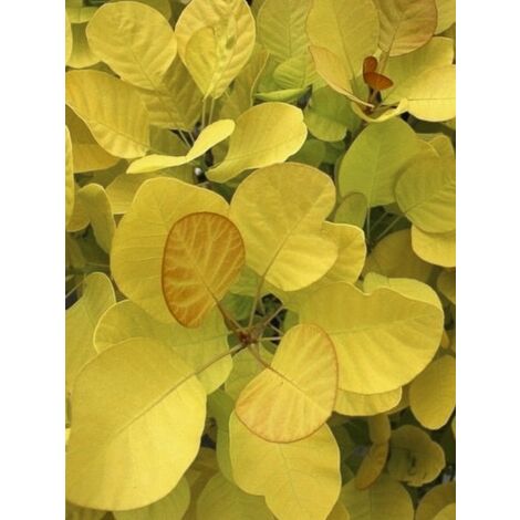 Arbre à perruque 'Golden Lady' Pot de 3L/4L