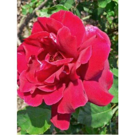 Rosier grimpant 'Etoile de Hollande' Pot de 4L/5L