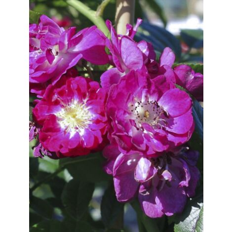 Rosier 'Perennial Blue' Pot de 4L/5L (1/4)