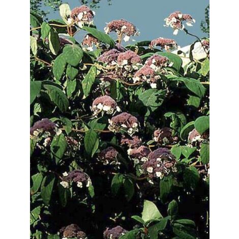Hortensia aspera 'Macrophylla' Pot de 12L/15L (1/5)