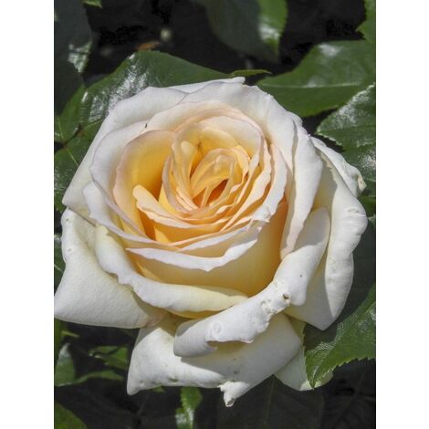 Rosier moderne 'Anastasia' Pot de 4L/5L (1/4)