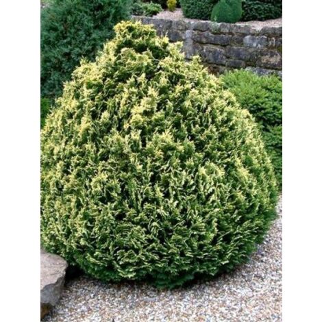 Cyprès de Lawson 'Pygmaea Argentea' Pot de 2L/3L