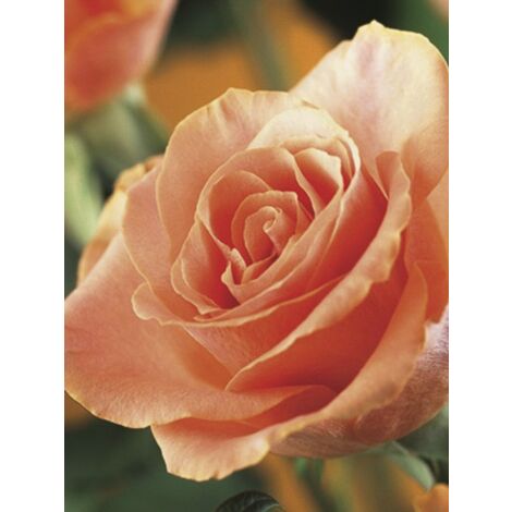Rosier 'Orange Climber' Pot de 4L/5L (1/2)