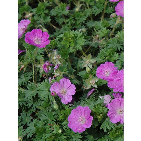 Géranium vivace sanguin – Hauteur à maturité 25cm – Exposition soleil, mi-ombre – Godet de 8/9 cm – Fleurs rose magenta