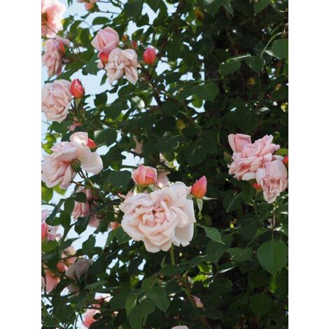 Rosier liane 'Albertine' Pot de 4L/5L