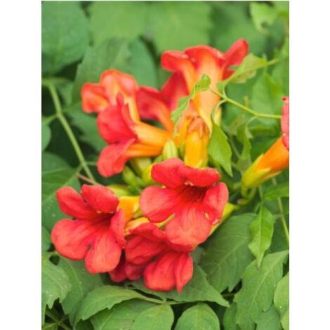 Bignone 'Summer Jazz Fire'® Pot de 2L/3L (1/2)