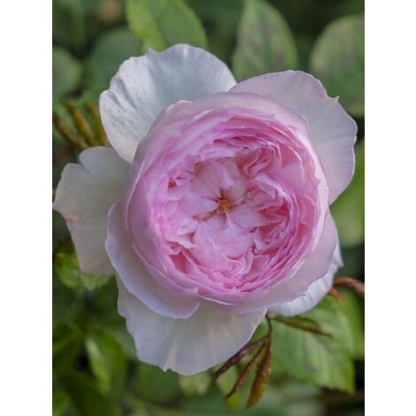 Rosier 'The Mill on the Floss' Pot de 4L/5L (1/4)