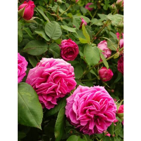 Rosier ancien Bourbon 'Madame Isaac Pereire' Pot de 4L/5L (1/4)