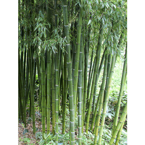 Phyllostachys rubromarginata Pot de 4L/5L