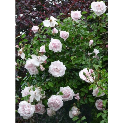 Rosier grimpant 'New Dawn' Pot de 4L/5L (1/4)