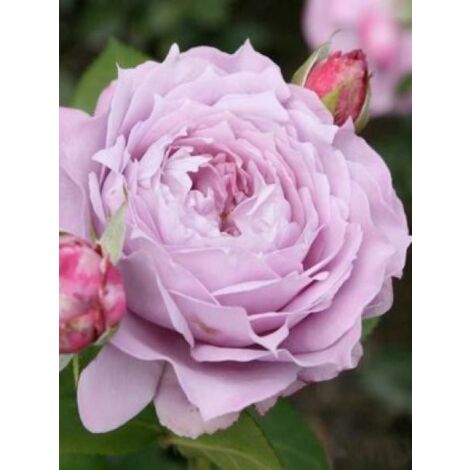Rosier à fleurs groupées 'Novalis'® Pot de 4L/5L
