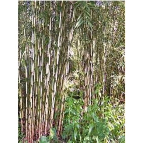 Fargesia robusta 'Wolong' Pot de 4L/5L