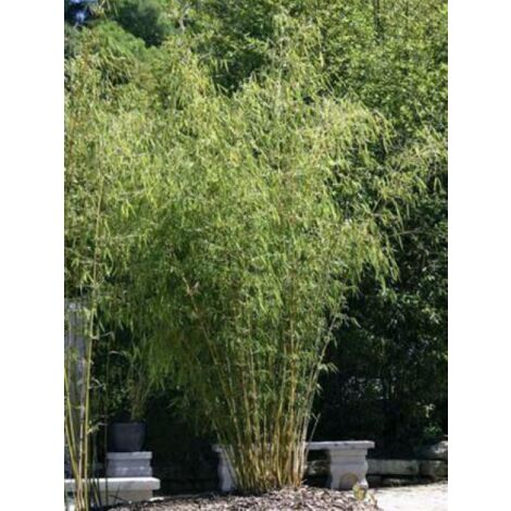 Fargesia robusta 'Wolong' Pot de 4L/5L