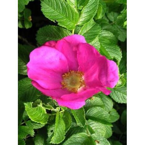Rosier rugueux 'Rubra' Pot de 2L/3L, Qualité 2 branches (1/2)
