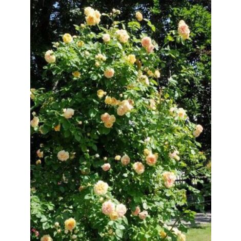 Rosier grimpant 'Alchymist' Pot de 4L/5L (1/4)