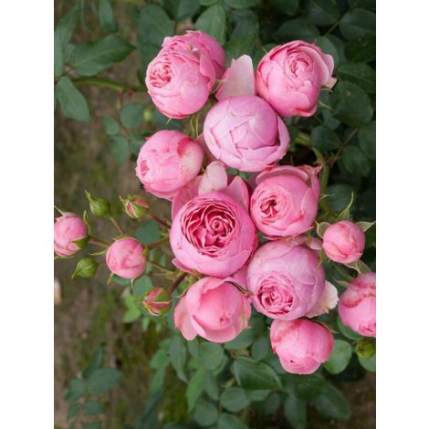 Rosier à fleurs groupées 'Pomponella' Pot de 4L/5L