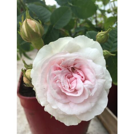 Rosier arbuste 'Cuisse de Nymphe' Pot de 4L/5L