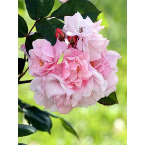 Rosier grimpant 'Clair Matin' Pot de 4L/5L (1/4)