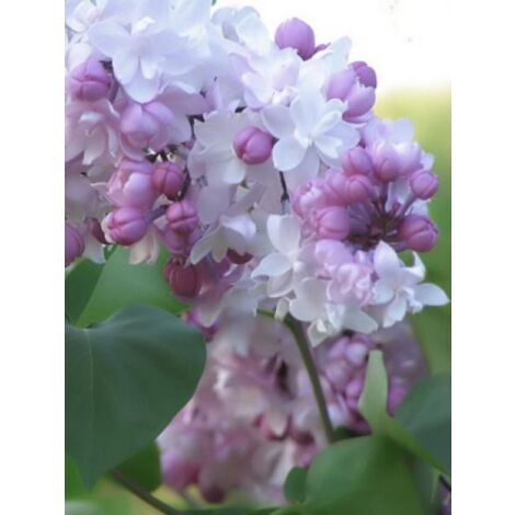 Lilas commun 'Beauty of Moscou' Pot de 4L/5L (1/2)