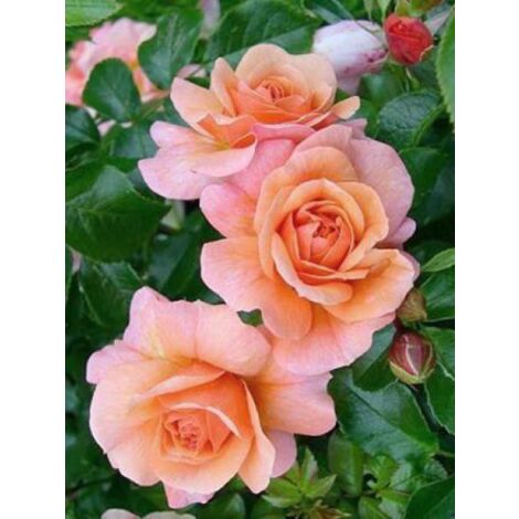Rosier à fleurs groupées 'Aprikola' Pot de 2L/3L (1/2)