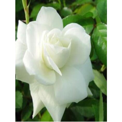 Rosier grimpant 'Iceberg Climbing' Pot de 4L/5L (1/5)