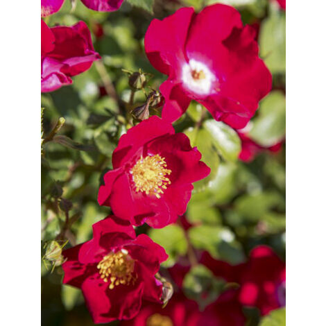 Rosier à massif 'Red Meiariba' Pot de 10 cm/11cm, Issu de bouture